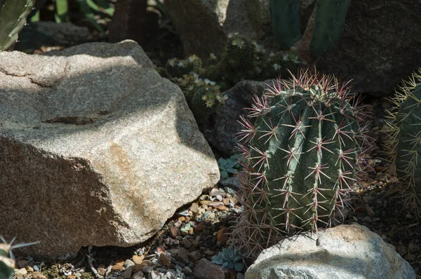Small prickly cactus among stones — Stock Photo, Image
