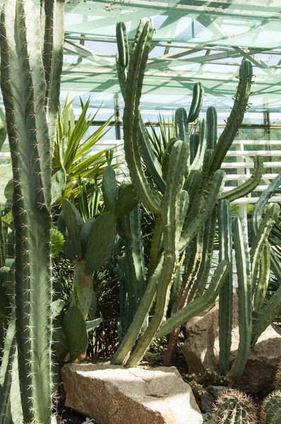 Many different cacti in the greenhouse — Stock Photo, Image