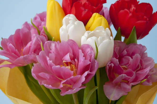 Schöner Strauß bunter Tulpen auf blauem Hintergrund schließen- — Stockfoto
