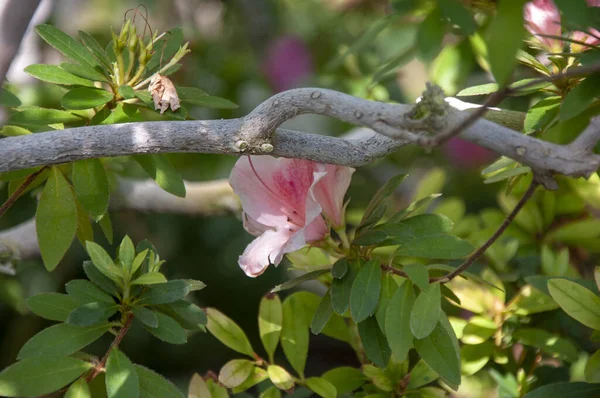 緑の中で美しいピンクの花が自然の上で閉じます — ストック写真