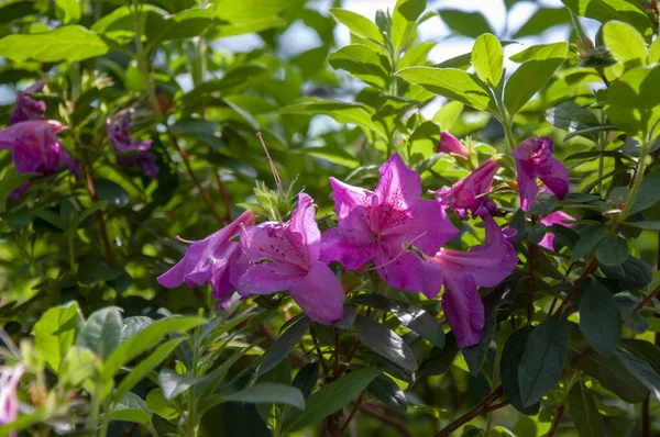 Hermosas Flores Color Rosa Vegetación Primer Plano Naturaleza — Foto de Stock
