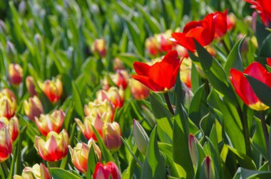 Red tulips in the garden close-up