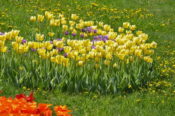 Tulipanes Rojos Rosados Amarillos Jardín — Foto de Stock