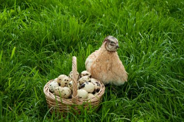 Güzel bıldırcın kuşu ve içinde bıldırcın yumurtaları olan bir sepet yazın yeşil çimlere yakın çekim. Bıldırcın çiftliği