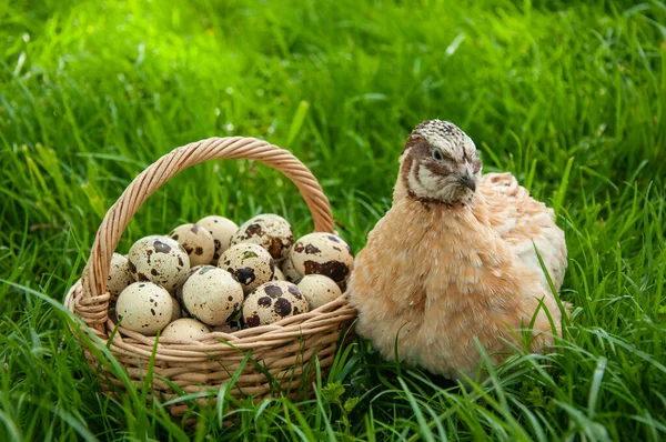 美しいウズラの鳥と夏には緑の芝生の上でウズラの卵のクローズアップバスケット ウズラ農場 — ストック写真