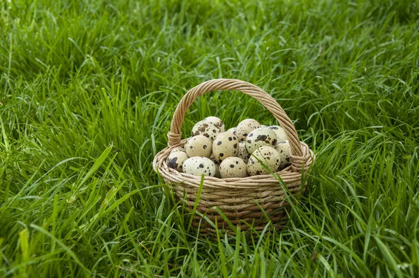 Cesta Con Huevos Codorniz Una Hermosa Hierba Verde — Foto de Stock