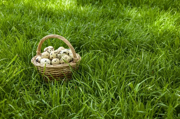 Korb Mit Wachteleiern Auf Einem Schönen Grünen Gras — Stockfoto