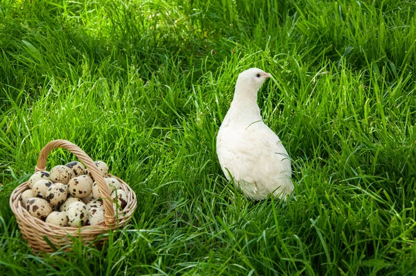 美しいウズラの鳥と夏には緑の芝生の上でウズラの卵のクローズアップバスケット ウズラ農場 — ストック写真