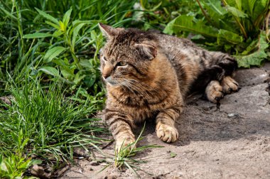 Kedi yaz öğleden sonra yeşil çimlerin üzerinde dinleniyor.