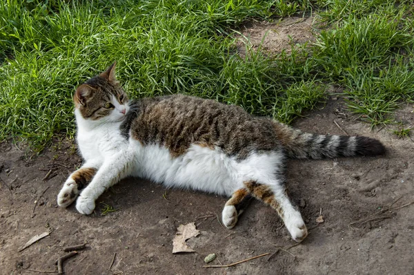 Gato Está Descansando Sobre Hierba Verde Tarde Verano — Foto de Stock