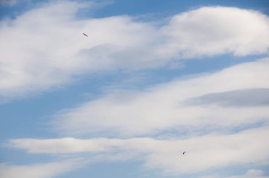 Kuşlar mavi gökyüzüne ve beyaz bulutlara karşı uçar. Güzel doğal arkaplan.