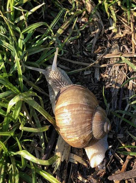 在大自然阳光明媚的日子里 在绿草中 一只小巧美丽的小蜗牛 — 图库照片
