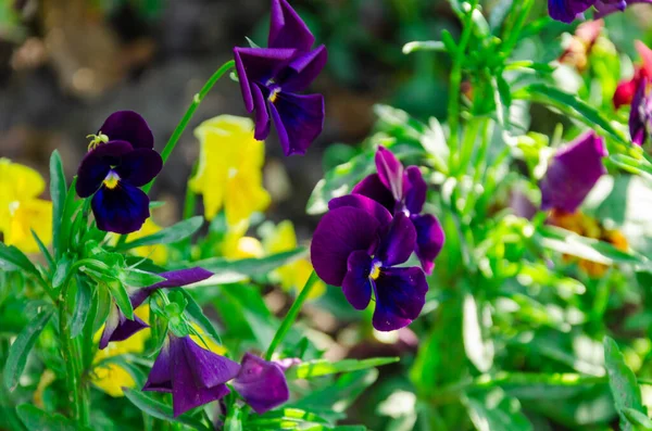 Kolorowe Kwiaty Ogrodzie Letnim — Zdjęcie stockowe