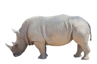 Beyaz rhino beyaz arka plan üzerinde izole
