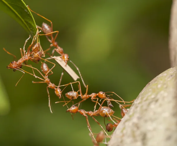 Unità ponte formica — Foto Stock