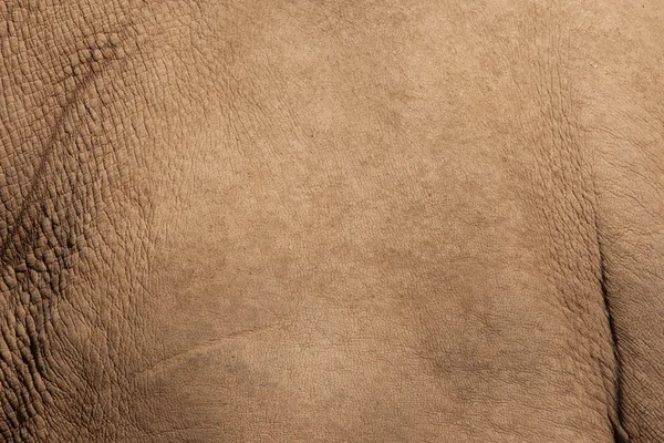 Blanc peau de rhinocéros texture fond — Photo