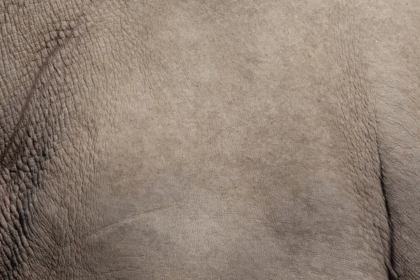 Стекстура кожи белого носорога Лицензионные Стоковые Изображения