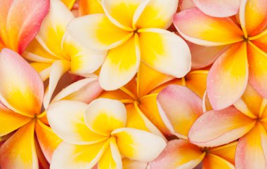 Frangipani çiçek kapatın arka plan