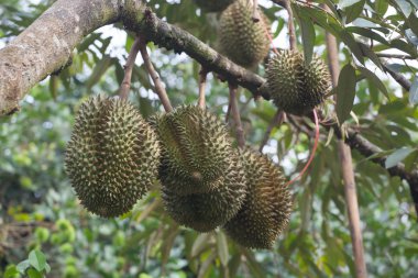 Ağaçtaki durian meyvesi