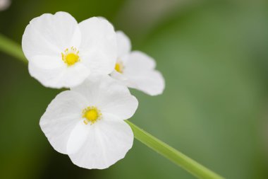 Texas çamur bebek çiçek yakın çekim