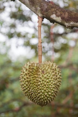 Ağaçtaki durian meyvesi