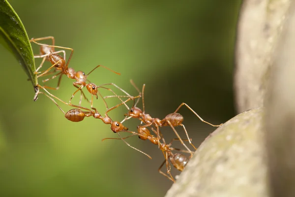 Unità ponte formica — Foto Stock