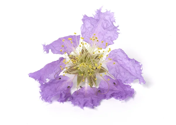 Flor de la Reina aislada sobre el fondo blanco — Foto de Stock