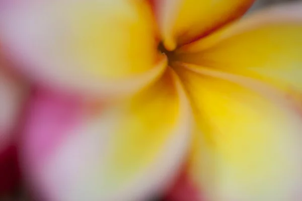 Flor de Frangipani primer plano fondo borroso —  Fotos de Stock