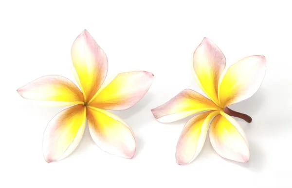 Beyaz arkaplanda izole edilmiş frangipani çiçeği — Stok fotoğraf