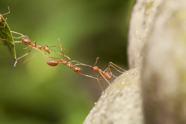 Ενότητα γέφυρα μυρμήγκι — Φωτογραφία Αρχείου