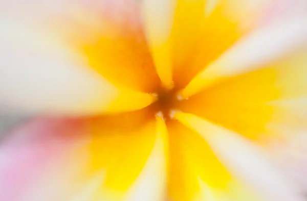 Frangipani çiçek yakın kadar arka plan bulanıklık — Stok fotoğraf