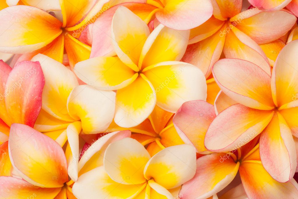 フランジパニの花クローズ アップ背景 ストック写真 C Lirtlon S Gmail Com