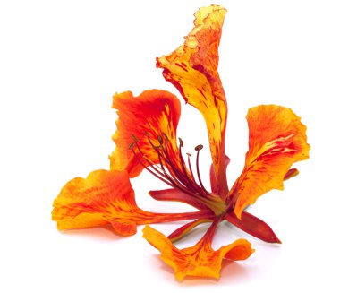 Alev ağacı çiçek beyaz arka plan üzerinde izole