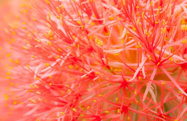 stock image Blood flower close up