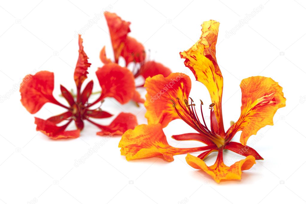 Flame tree flower isolated on the white background