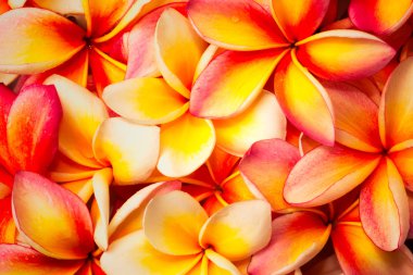 Frangipani çiçek yakın kadar arka plan bulanıklık