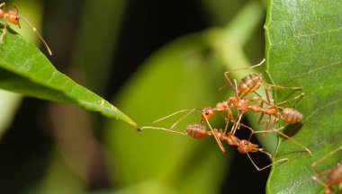 karınca köprü birlik 