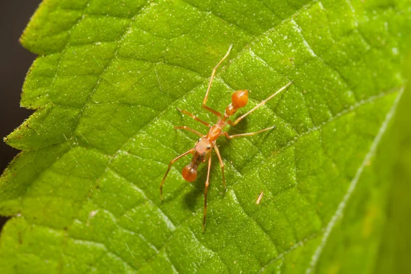 Kerengga formiga-como aranha jumper na natureza — Fotografia de Stock