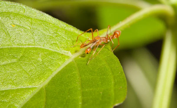 Kerengga formica ragno maglione nella natura — Foto Stock