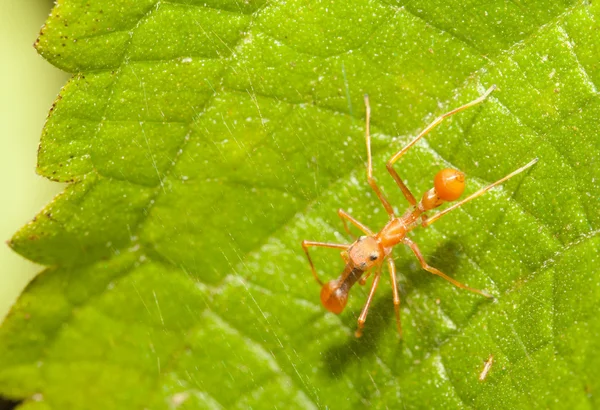 Aranha de saltador tipo formiga Kerengga — Fotografia de Stock