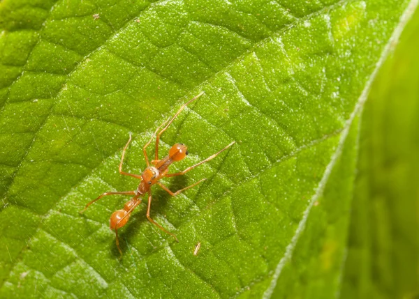 Kerengga μυρμήγκι-σαν άλτης αράχνη στη φύση — Φωτογραφία Αρχείου
