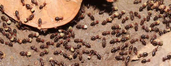 Termiten arbeiten als Team in der Natur — Stockfoto