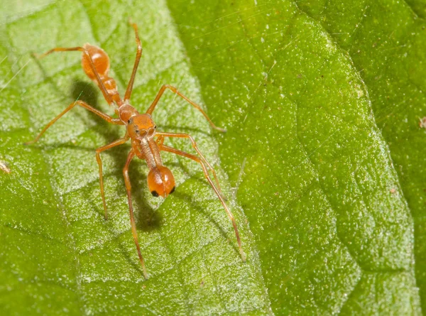 Kerengga ant-like jumper spider in the nature — Stock Photo, Image