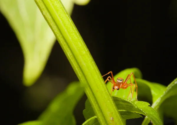 Kerengga μυρμήγκι-σαν άλτης αράχνη — Φωτογραφία Αρχείου