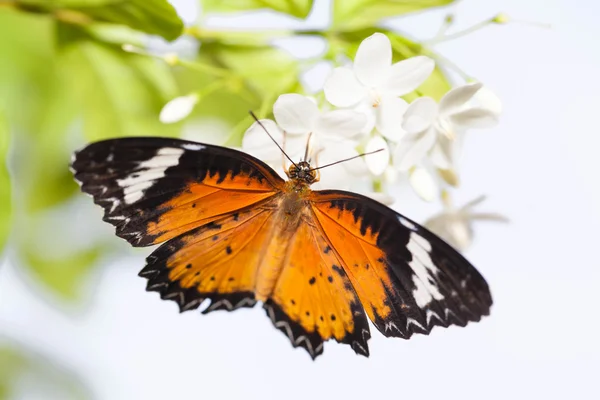 Λεοπάρδαλη lacewing πεταλούδα με το λουλούδι rekigiosa writhtia Εικόνα Αρχείου