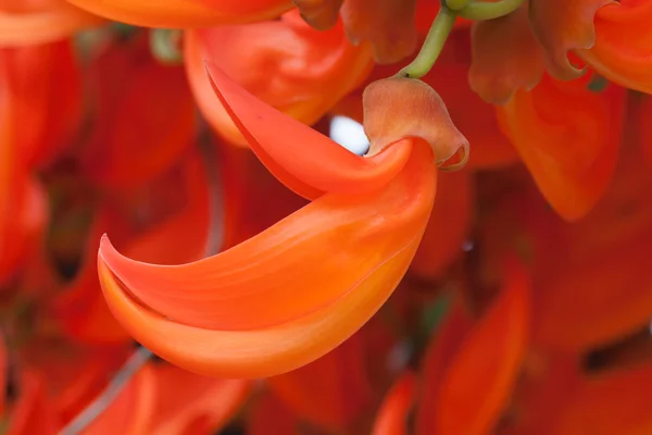 Αναρριχητικό φυτό ΝέαΓουινέα λουλούδι — Φωτογραφία Αρχείου