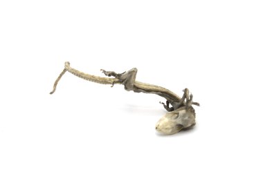 Ölü evi gecko karkas izole
