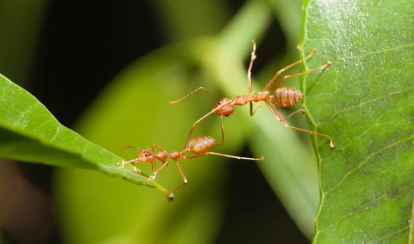 Ενότητα γέφυρα μυρμήγκι — Φωτογραφία Αρχείου