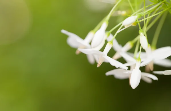 Writhtia rekigiosa flor —  Fotos de Stock