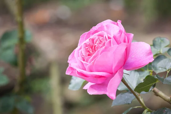 Pink rose in the garden — Stock Photo, Image